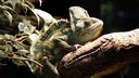 emission_cameleon.jpg