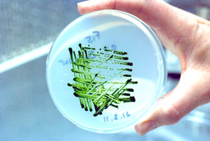 Scientist with Chlamydomonas plate