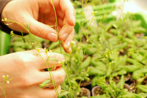 Scientist with Arabidopsis plants